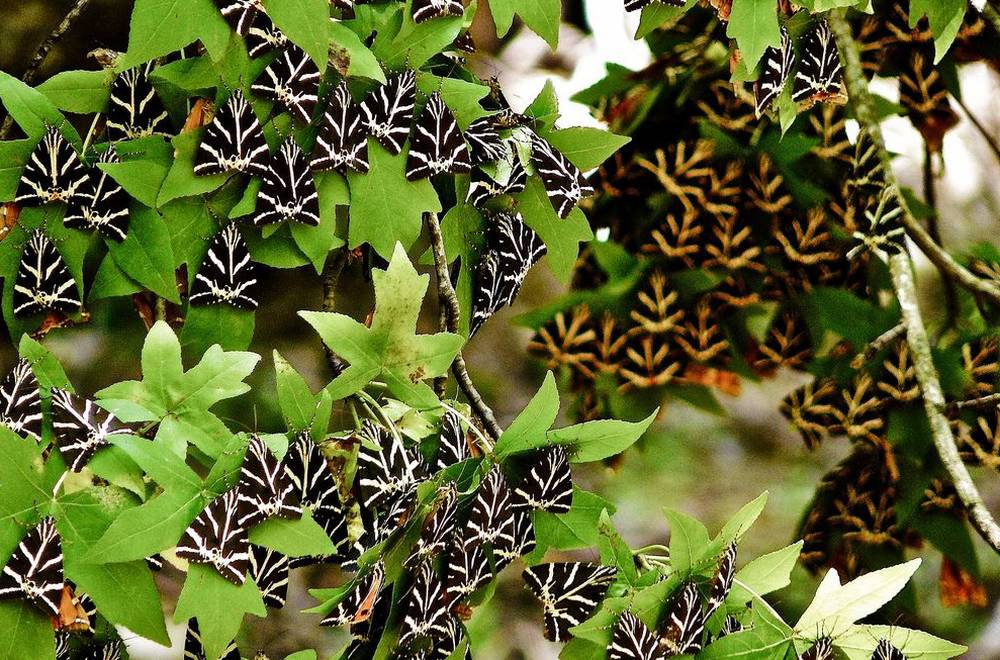 Údolí motýlů Petaloudes